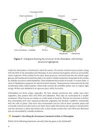 Check spelling or type a new query. Lesson Structure Of The Chloroplast Nagwa