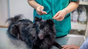 What Does My Dog S Blood Test Mean Is It Even Necessary