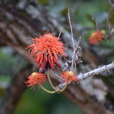 Image result for Psorospermum mechowii