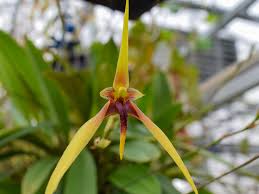 Image result for Bulbophyllum