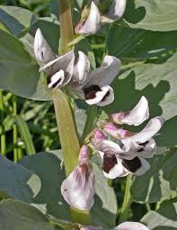 Image result for Vicia faba