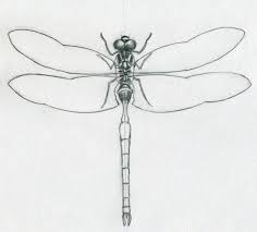 At the end of the lesson you can paint your picture and draw a background, so your dragonfly will be very realistic like in photos. Dragonfly Pencil Drawing Bestpencildrawing