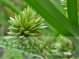 Image result for Eragrostis aethiopica