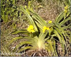 Image result for Hypoxis nyasica