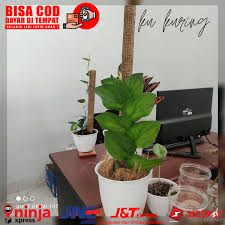 Tanaman hias ini sebaiknya diletakkan di tempat yang terkena sinar matahari penuh, agar warna merah pada urat daunnya menguat. Jual Tanaman Hias Daun Lebar Terbaru Lazada Co Id