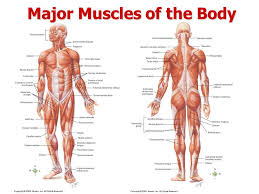 The interactive muscle anatomy diagram shown below outlines the major superficial (i.e. Major Muscles Of The Human Body And Their Functions
