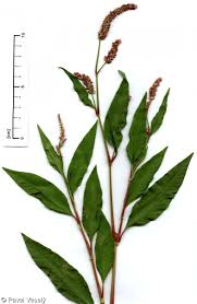 Image result for Persicaria lapathifolia