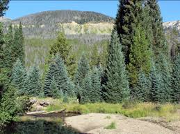 Blue spruce grow well in u.s. What S Wrong With My Blue Spruce American Conifer Society