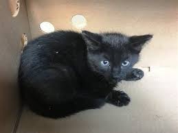 Check spelling or type a new query. Jaime 32160 10 Week Old Male Black Kitten Jaime Is A Cute 10 Week Old Kitten That Needs A Loving Home Brooklyn Center Enrichment Notes 06 24 18 Exploring