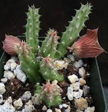 Image result for Huernia kirkii
