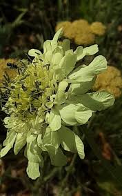 Image result for Cephalaria integrifolia