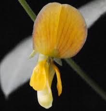 Image result for Rhynchosia zernyi