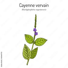 Image result for Stachytarpheta cayennensis