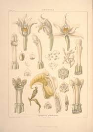 We did not find results for: Plant Forms And Anatomy Botanical Art Artists
