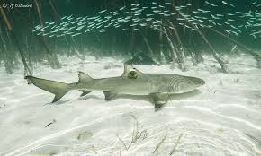 The new ocearch shark tracker lets you observe the migrations of sharks and other marine animals that have been tagged with state of the art satellite tracking technology. Shark Tracker Discovers What Sharks Do All Day Particle