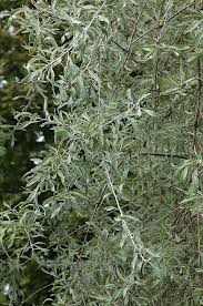 Image result for Pycreus gracillimus