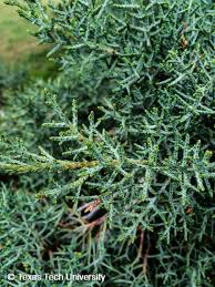 Image result for Cupressus arizonica