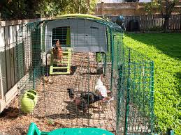 Beim kauf von eiern sind viele verunsichert: Dergartenbau Artikel