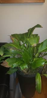 Please don't scroll i need help for my cat's surgery. Peace Lily Cats Reddit Guide At Cats Www Addlab Aalto Fi