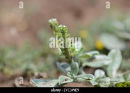 Image result for Euploca ovalifolia