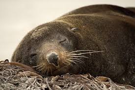 Image result for fur seal