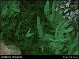 Image result for Lindsaea ensifolia