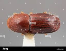 Image result for Vismia orientalis