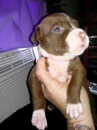 Speaking of pitbull puppies, we are definitely one of the best kennels. Pitbull Puppies For Sale Connecticut Page 2