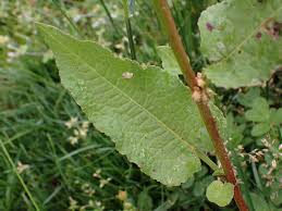 Image result for Rumex nepalensis
