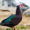 Egyptian geese were considered sacred by the ancient egyptians, and appeared in much of their artwork. 1