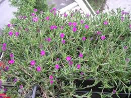 Le piante grasse pendenti con fiori sono perfette per decorare sia gli interni che gli esterni. Frumosi Pantofi Vanzare La Cald Online Vanzare Online Piante Grasse Da Balcone Al Sole Amazon Cityadvertising Ro