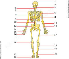 Check spelling or type a new query. Label Human Skeletal System Quiz 1 Skeletal System Worksheets