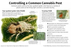 Image result for spotted spider mite