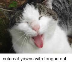 The best memes from instagram, facebook, vine, and twitter about cat tongue. Cute Cat Yawns With Tongue Out Cute Meme On Me Me
