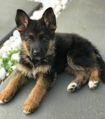 Place a free ad today! Thinkpup Shop Redbubble German Shepherd Puppies Shepherd Puppies German Shepard Puppies