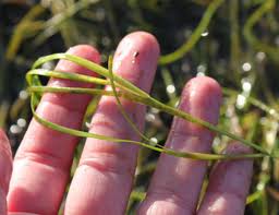 Image result for Zostera capensis