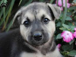 The cheapest offer starts at £750. German Shepherd Husky Puppies For Sale Pets Lovers