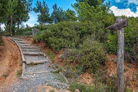 Φωτιά έχει ξεσπάσει εδώ και λίγη ώρα μέσα στο δάσος της θεσσαλονίκης, το σέιχ σου. Th Dikh Toy Pandhmia Antimetwpizei To Dasos Toy Seix Soy Den Einai Tyxaio Ayto Poy Symbainei In Gr