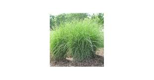 Image result for Pycreus gracillimus