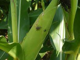 Are you wondering what these tiny yellow bugs are? Stink Bug Kernel Injury Troubleshooting Abnormal Corn Ears