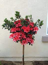 Azalea Patio Tree Patio Trees Tree Azaleas