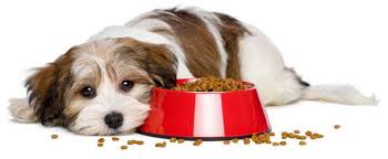 We did not find results for: How Does Dry Dog Food Go Bad Ways To Keep Dog Food Safe Fresh