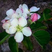 My Pink Lady Apple Tree Love It Plant Fungus Beautiful Flowers Pink Lady Apples