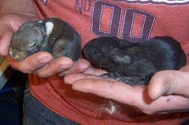 Managing Rabbits Birth To Weaning Willow Creek Farm