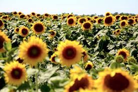 Check spelling or type a new query. Best Places To Find Sunflowers On The North Fork