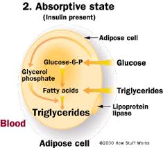 Image result for insulin