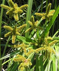 Image result for Cyperus dives
