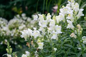 Finish pruning at season end in autumn. How To Grow Antirrhinum Snapdragons Horticulture Co Uk