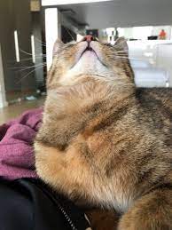 it is the my lovely nice cast image pack i hope this will expire you in this monday cats nice cat kot kotiki top best cat meme 61 1e pic kot