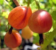 We are fortunate to serve just over 1,000 of the most eager learners of life. Pin On My Berries